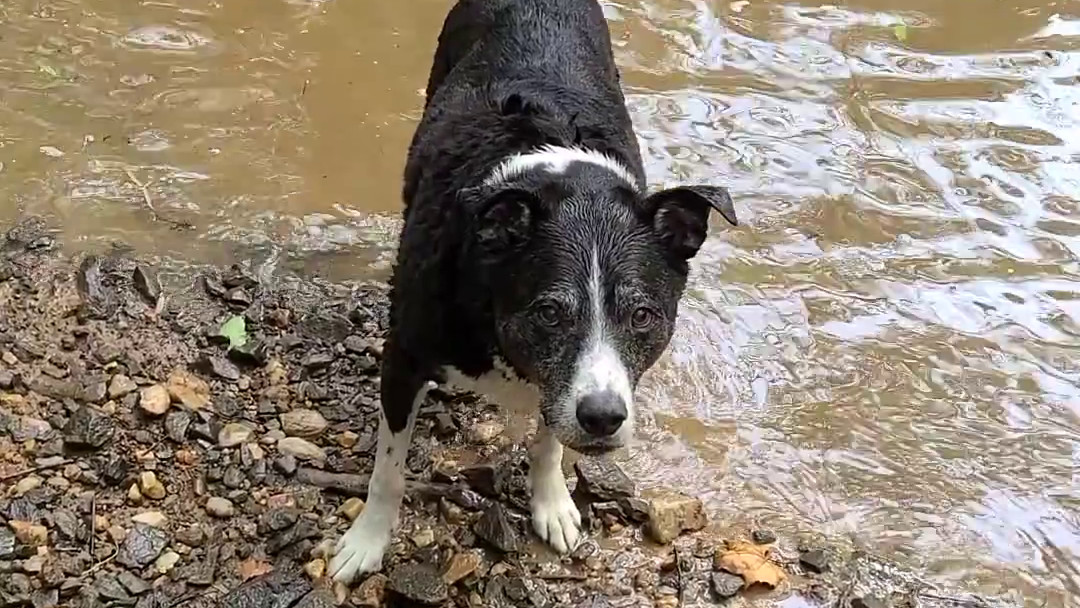 Stick Fetch